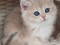British Shorthair Golden Yavru Safkan