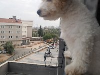 Maltipoo 6 aylık