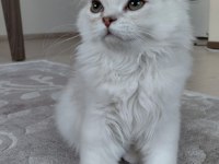 Yavru British Longhair