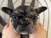 A Kalite Exotik French Bulldog Yavrular