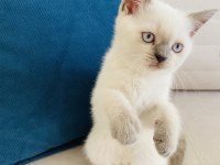 2 aylık blue point british shorthair dişi yavru