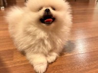 POMERANIAN BOO AYI SURAT