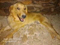 Golden retriever bebeklerimiz