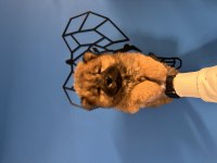 ÜRETİM ÇİFTLİĞİNDEN KIZIL CHOW CHOW YAVRULARI