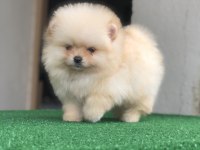 2.5 aylık 2 dişi ve 1 erkek pomeranian boo yavrular