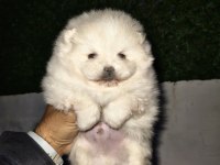 Erkek Dişi Pomeranian Ayıcıklar