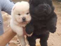 CHOW CHOW DÜNYASINDAN IRK GARANTİLİ YAVRULAR