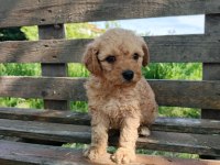 A kalite maltipoo yavruları
