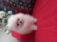 Mükemmel kalitede bir yavru pomeranian ultra mini boy