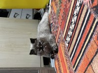 Dişi hamiledir kedim