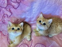 Safkan British Shorthair Yavrular