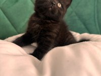 Blue point british longhair