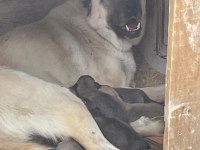 Orjinal sivas kangal yavruları