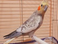 ERKEK SULTAN PAPAĞANI KAFESLİ KOMPLE VERİLECEK SORUNSUZ