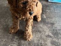 Toy poodle yavrular