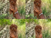 Yavru toy poodle