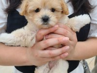 Irk Garantili Maltipoo Yavruları