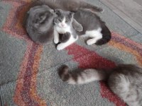 Dişi bi color scottish fold ve dişi British Shortair