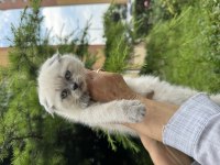 Scottish Fold Yavrularımız