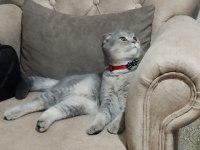 Scottish fold kedim