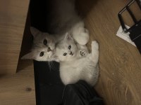 British shorthair
