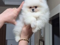 Pomeranian boo köpeği