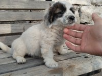 Fino yavru köpeğimiz kayseri