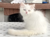 Pamuk Şeker British Longhair Oğluşlar