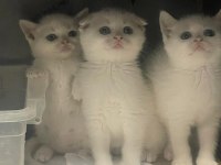 British shorthair bembeyaz bebekler yuva arıyor