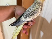 64 GÜNLÜK UYSAL SULTAN PAPAĞANI BEBEK