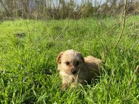 2 Aylık Maltipoo