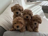 Korean Bebek Surat Maltipoo