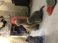 Minik scottish fold yavru kediler yeni yuvalarını arıyor