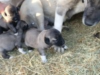 Sivasın has kangal köpekleri