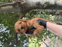 Maltipoo Bebekler 