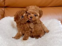 Kore Kan Poodle Bebekler