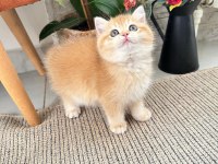 Golden Shaded British Shorthair Dişi Yavrumuz