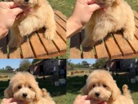 2 Buçuk Aylık Maltipoo Kızımız