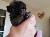 Pug mops yavru