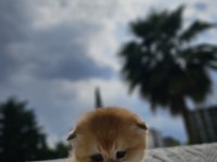 Safkan ny12 golden scottish fold yavrular