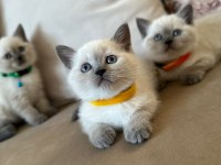 2 aylık yavru british shorthair british blue point