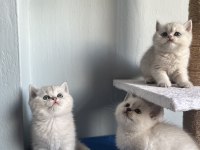 Sağlıklı british shorthair bebekler