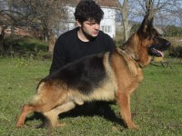 Siyah show line alman çoban köpeği yavrular