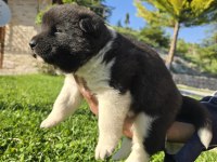 Safkan Amerikan Akita Minikler