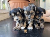 Yorkshire terrier yavrularımız mamaya başladı sağlıklı