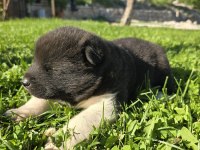 Safkan Amerikan Akita Minikler