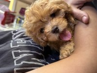 Maltipoo yavrularımız kore
