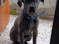 Safkan Aa++ Cane Corso İstanbul
