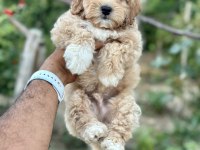 Maltipoo yavruları