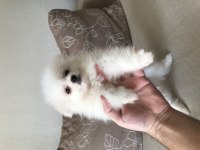 Pomeranian boo beyaz yavrum balıkesir